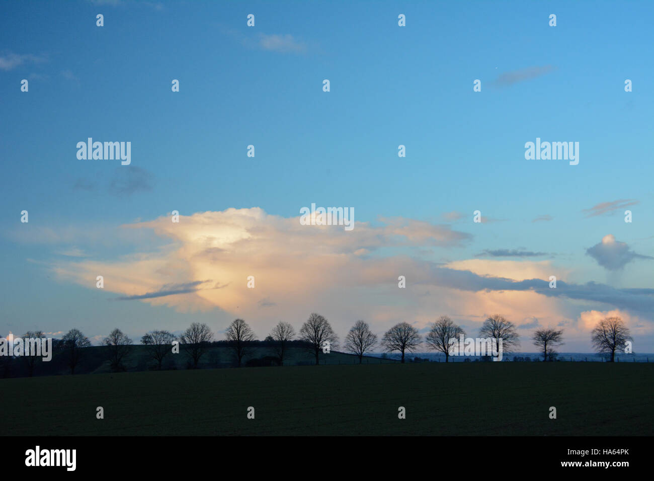 Ligne d'hiver Costwold tranquille d'arbres silhouette sur un ciel parfait bleu solide avec des nuages Banque D'Images