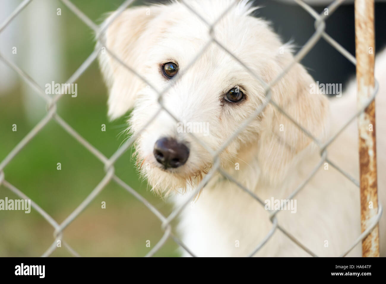 Chien de refuge est un mignon petit chien de sauvetage à la recherche et demande si quelqu'un va le ramener chez lui aujourd'hui. Banque D'Images