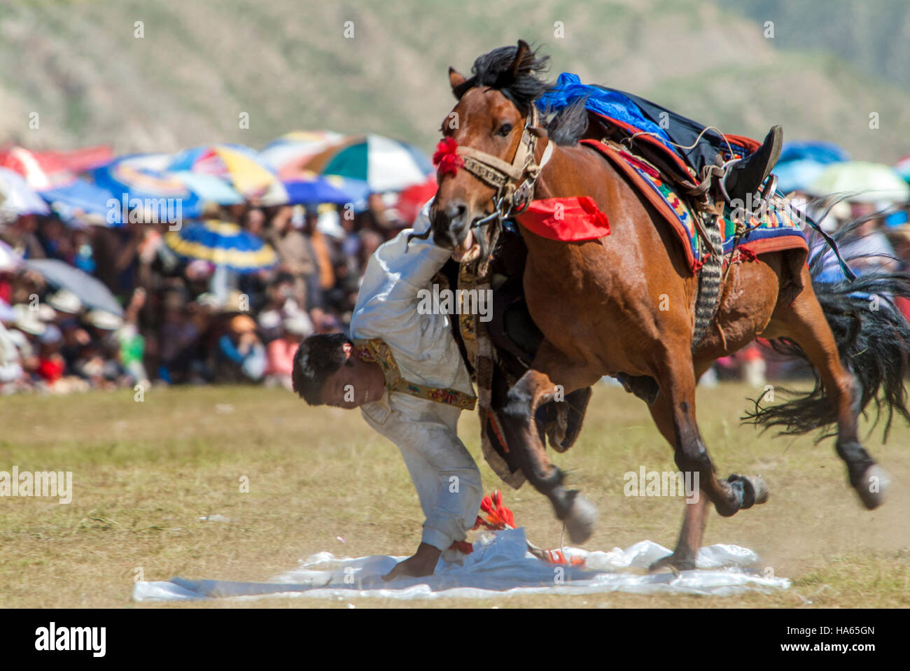 Un cavalier Khampa ramasser des pratiques de foulards en soie de l'arrière  d'un cheval au galop au Festival Yushu dans le Qinghai, Chine Photo Stock -  Alamy