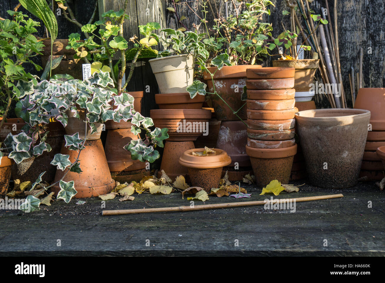 Tableau végétal idyllique romantique dans le jardin avec de vieux pots pot  de fleurs rétro, outils de jardin et les plantes. Table rustique avec des  pots de fleur, terreau, trowe Photo Stock -