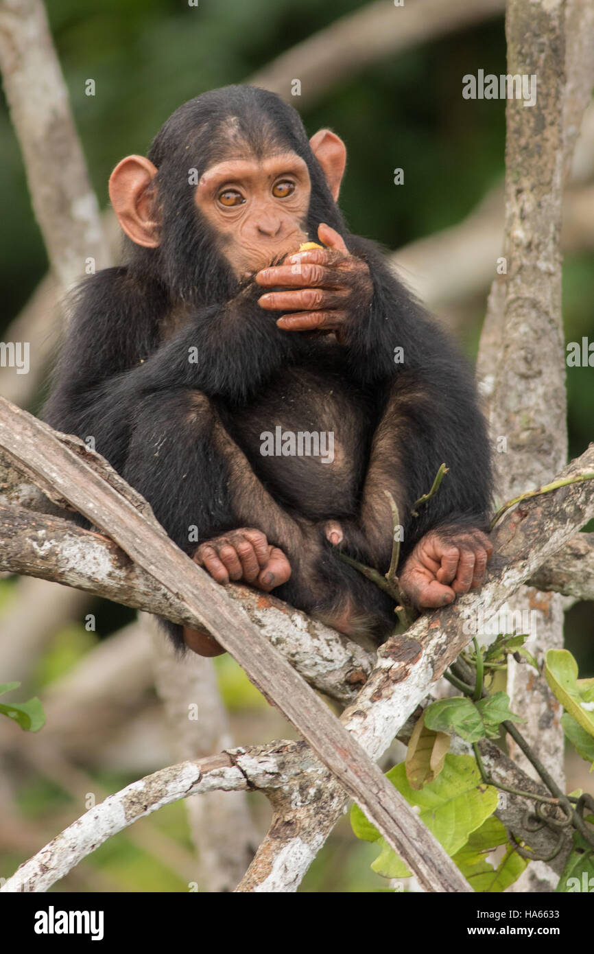 Belle en Afrique chimpanzé, pan troglodytes, singes sauvages dans la nature, de l'habitat de la faune africaine pure avec beaucoup d'animaux. Banque D'Images