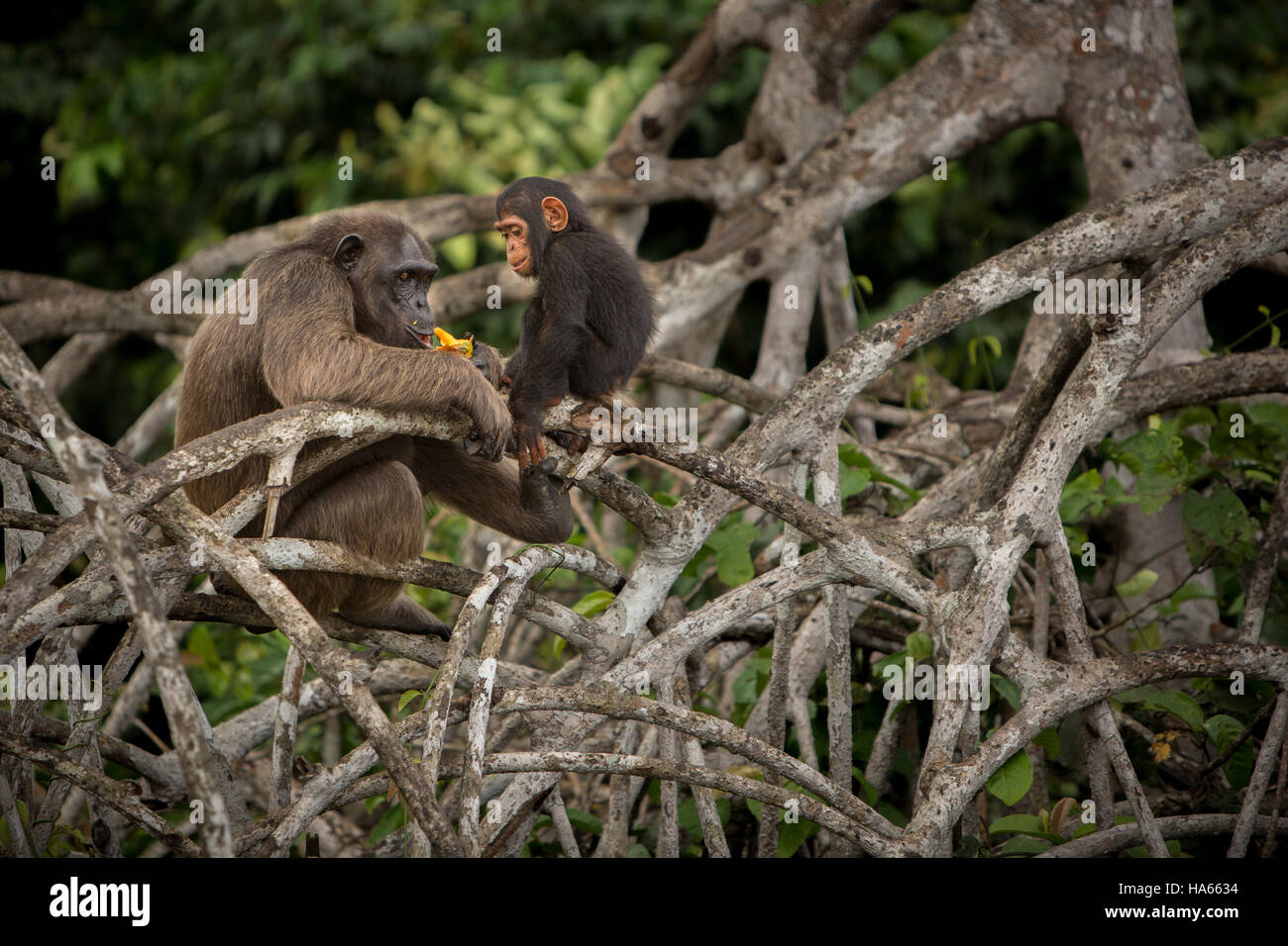 Belle en Afrique chimpanzé, pan troglodytes, singes sauvages dans la nature, de l'habitat de la faune africaine pure avec beaucoup d'animaux. Banque D'Images