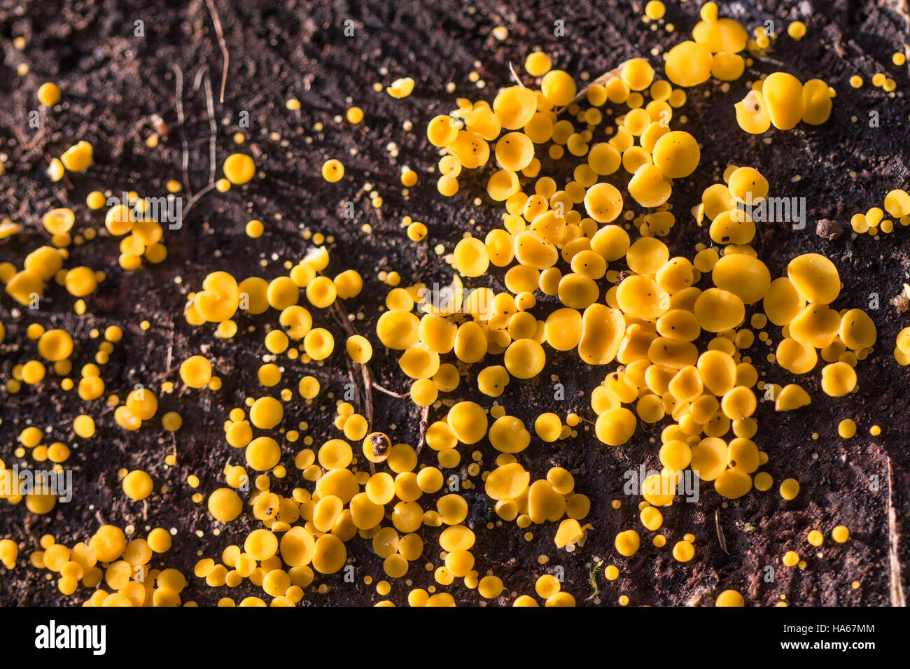 Bisporella citrina (discothèque) champignons Citron Banque D'Images