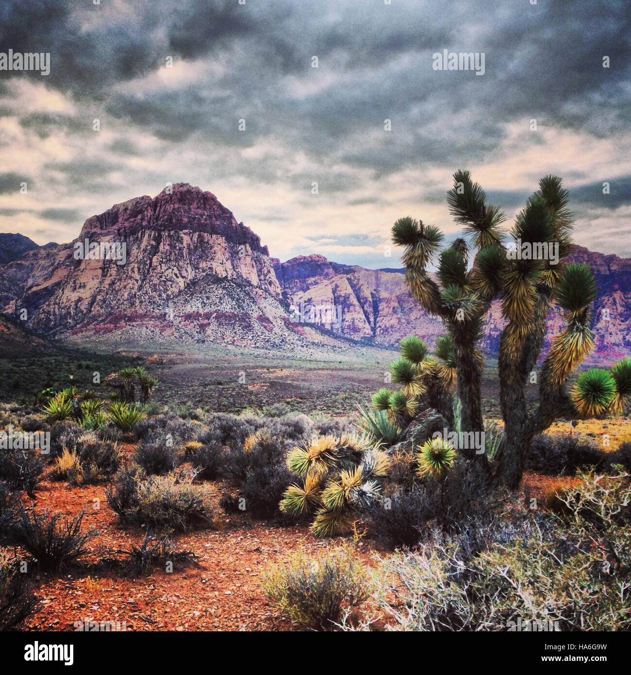 Le Bureau of Land Management gère de vastes zones de terres publiques au Nevada, y compris les parcs nationaux et les zones de loisirs. Le BLM se concentre sur la préservation des ressources naturelles tout en offrant des possibilités d’activités de plein air et d’utilisation responsable des terres. Banque D'Images