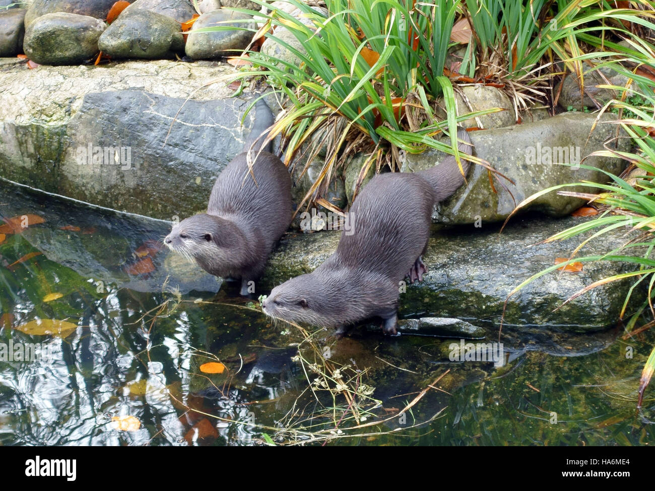 Couple de loutres court asiatique au Wetlands Centre, Barnes, Londres Banque D'Images