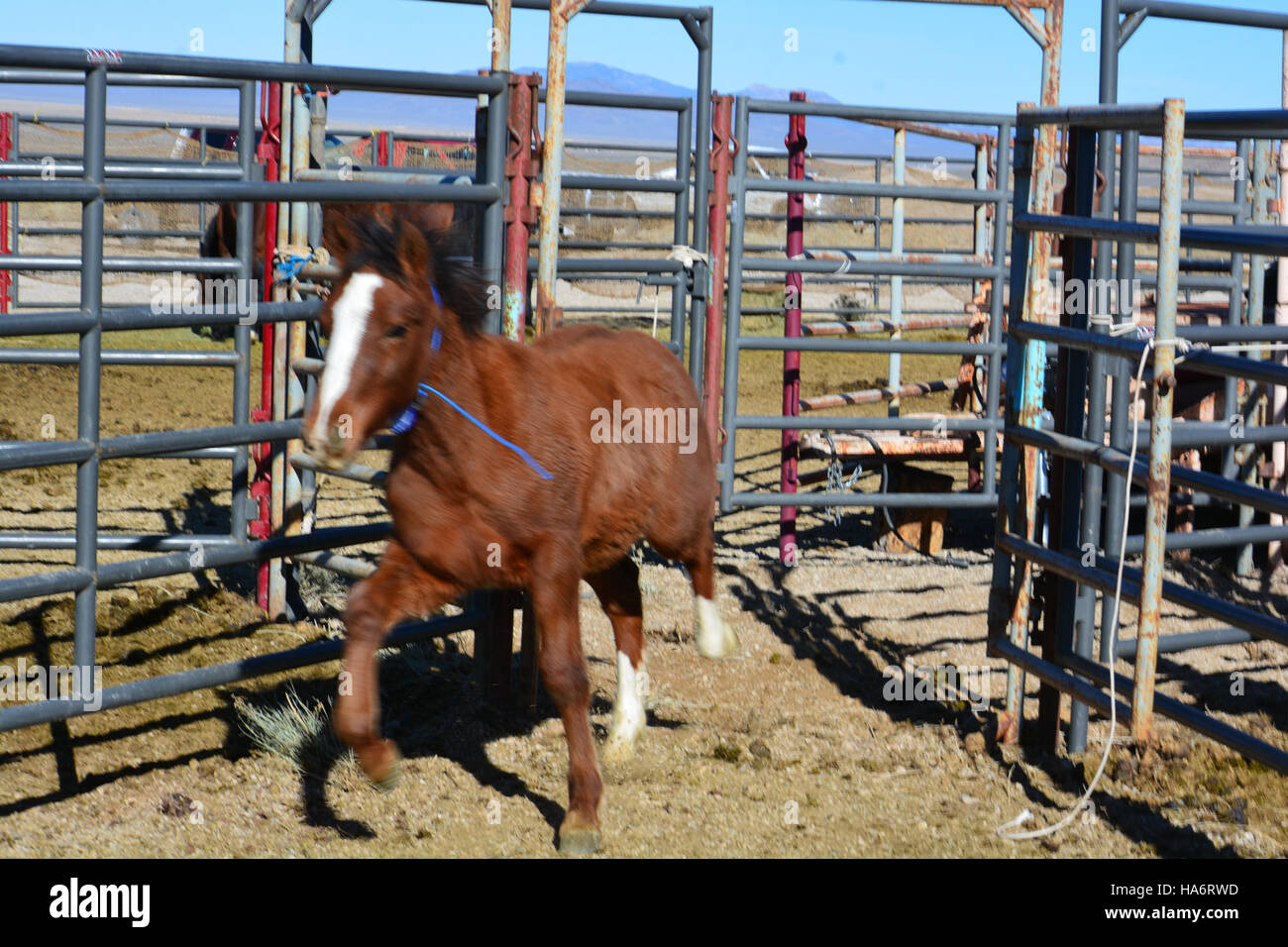 Cette photographie montre des chevaux sauvages de Water Canyon proposés pour adoption au White Pine County Fairgrounds à Ely, Nevada, en décembre 2015. Ces chevaux font partie d'un programme permanent du Bureau of Land Management (BLM) visant à gérer les populations de chevaux sauvages. Banque D'Images