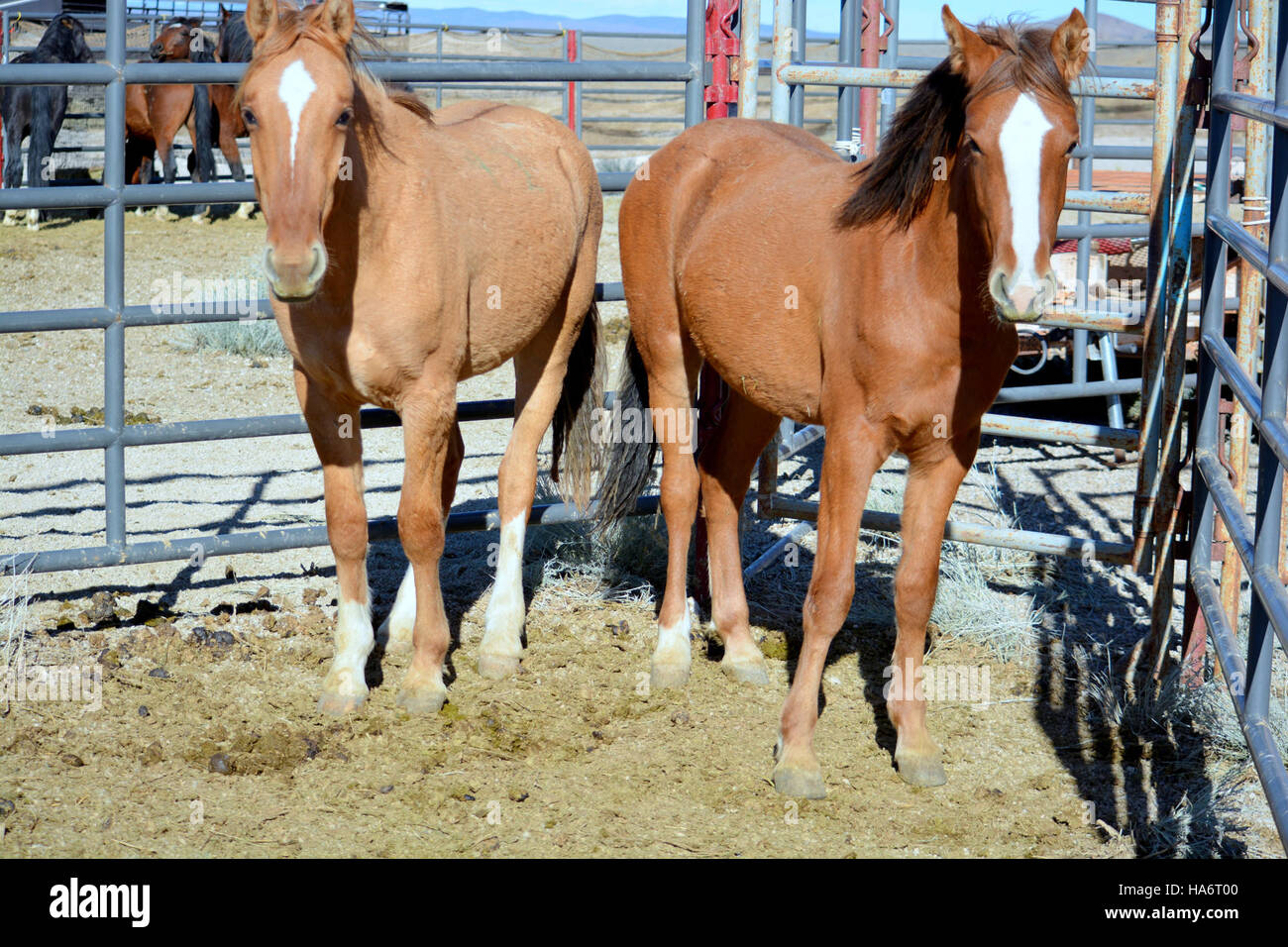 Une photographie du 5 décembre 2015, au White Pine County Fairgrounds à Ely, Nevada, montrant des chevaux sauvages de Water Canyon disponibles pour adoption. L'image capture ces chevaux en cours de préparation pour leurs nouvelles maisons. Banque D'Images