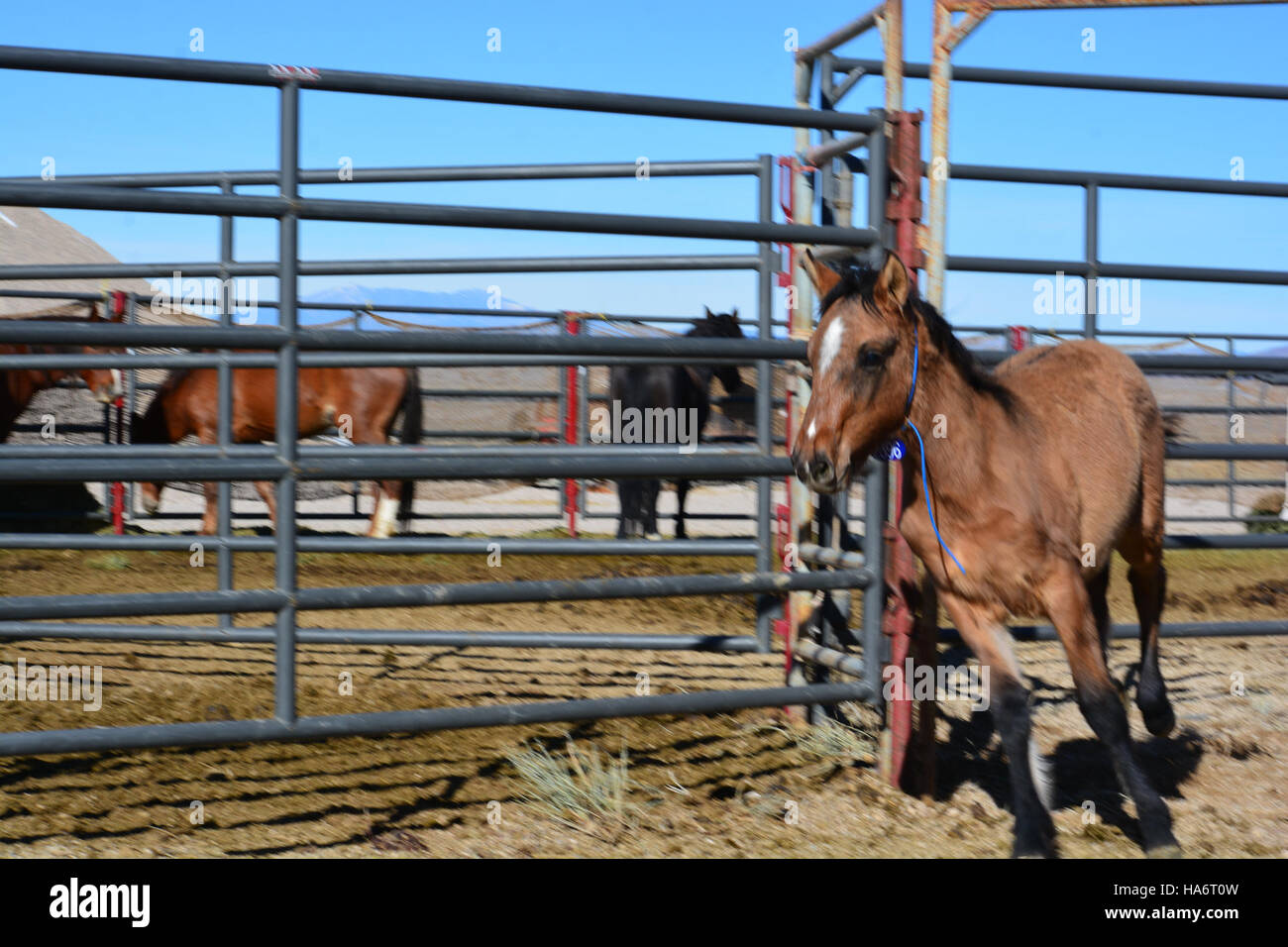 Chevaux sauvages de Water Canyon dans le Nevada pour adoption au White Pine County Fairgrounds à Ely le 5 décembre 2015. L’événement a été organisé pour offrir à ces chevaux une chance de nouveaux foyers et mettre en avant la gestion des populations de chevaux sauvages. Banque D'Images