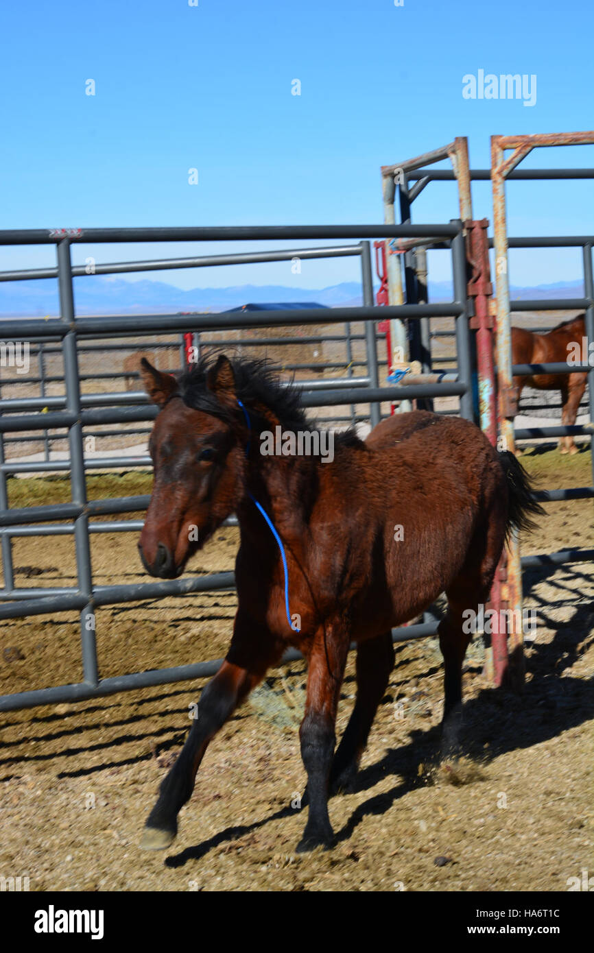 Le 5 décembre 2015, des chevaux sauvages de Water Canyon sont adoptés au White Pine County Fairgrounds à Ely, Nevada. Cet événement s'inscrivait dans le cadre des efforts continus du Bureau de la gestion des terres pour gérer les populations de chevaux sauvages et trouver des maisons convenables pour ces animaux. Banque D'Images