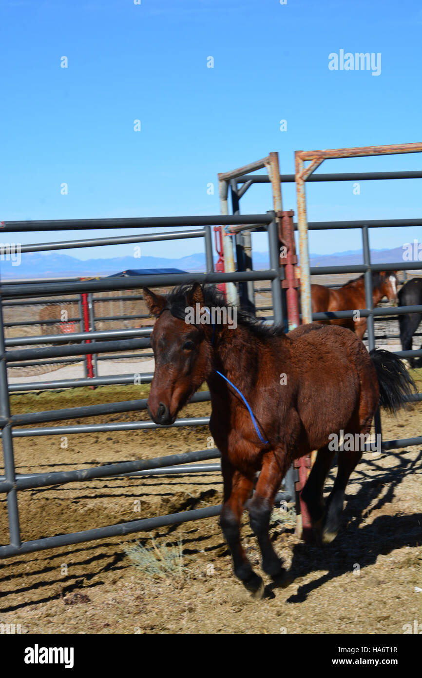 Les chevaux sauvages de Water Canyon sont disponibles pour adoption le 5 décembre 2015 au White Pine County Fairgrounds à Ely, Nevada. Le Bureau de la gestion des terres a organisé l'événement pour trouver de nouveaux foyers pour ces animaux. Banque D'Images