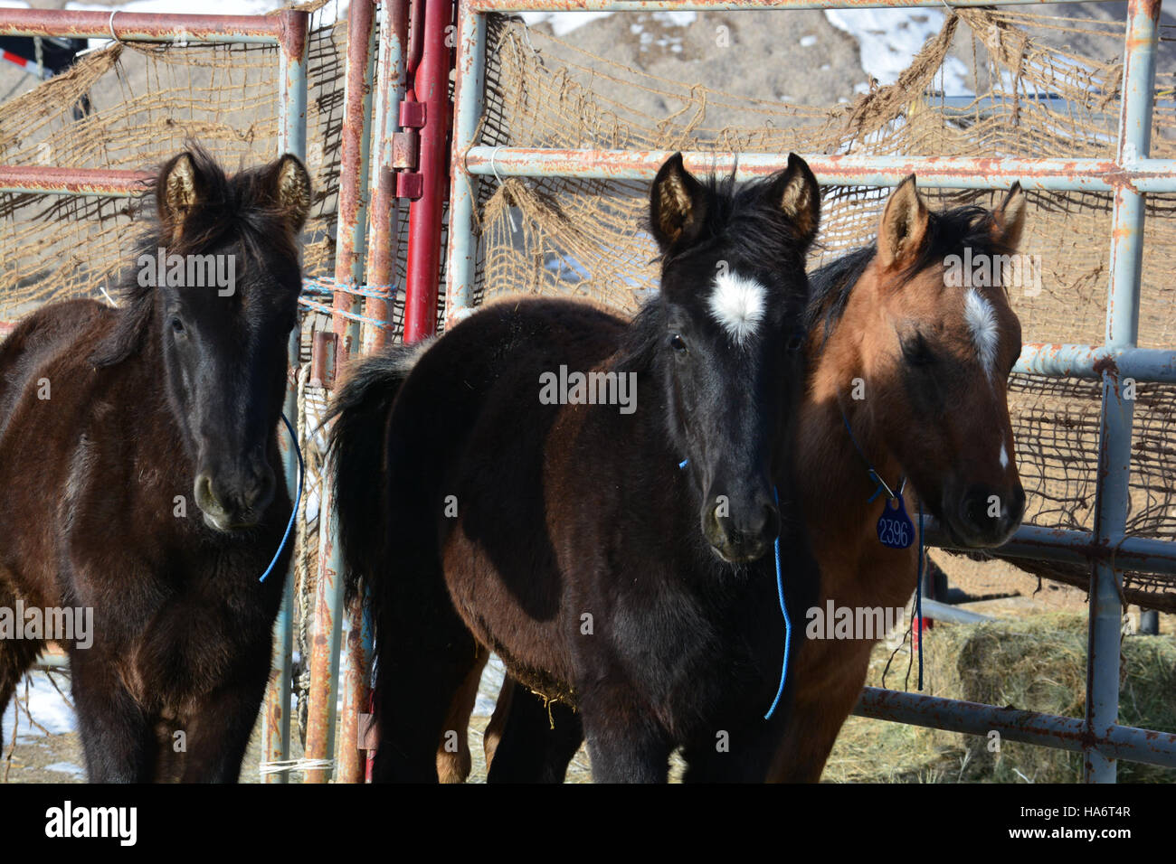 Le 5 décembre 2015, des chevaux sauvages de Water Canyon ont été mis à disposition pour adoption au White Pine County Fairgrounds à Ely, Nevada. Le Bureau of Land Management (BLM) a coordonné cet événement d'adoption pour aider à trouver des maisons pour les chevaux et à gérer les populations sauvages. Banque D'Images