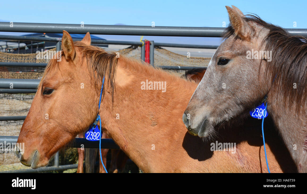 Cette photographie du 5 décembre 2015 montre des chevaux sauvages de Water Canyon dans le Nevada en préparation pour adoption au White Pine County Fairgrounds à Ely. L’événement d’adoption s’inscrivait dans le cadre des efforts de gestion des populations de chevaux sauvages dans la région. Banque D'Images