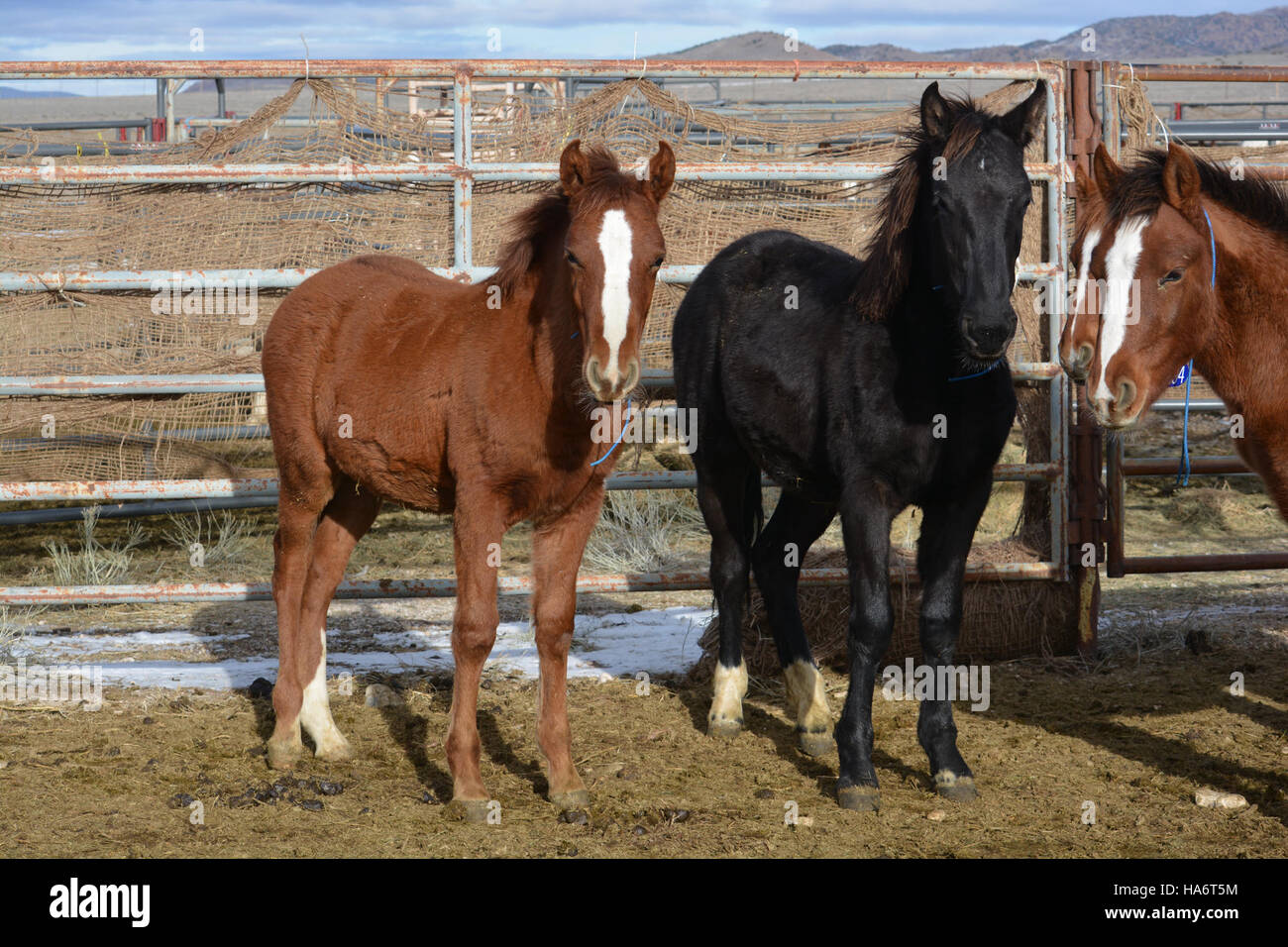Une photographie de chevaux sauvages du troupeau de Water Canyon, en vue de leur adoption au White Pine County Fairgrounds, Ely, Nevada, le 5 décembre 2015, mettant en valeur les efforts de préservation et d’adoption des chevaux sauvages dans la région. Banque D'Images