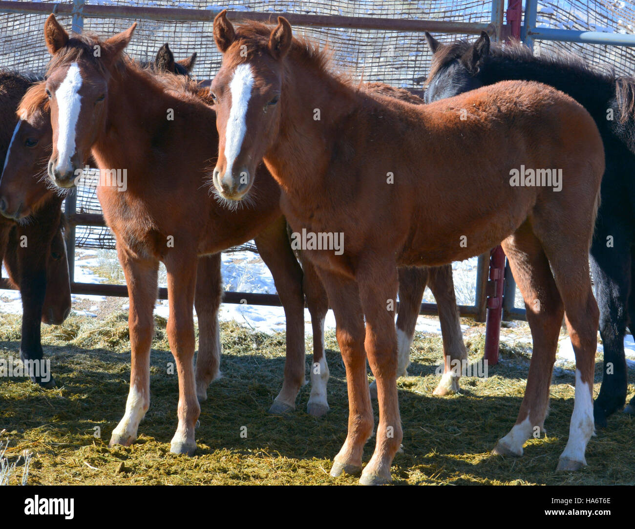 Le 5 décembre 2015, des chevaux sauvages de Water Canyon dans le Nevada étaient disponibles pour adoption au White Pine County Fairgrounds à Ely. L’événement visait à trouver de nouveaux foyers pour ces animaux sauvages emblématiques. Banque D'Images