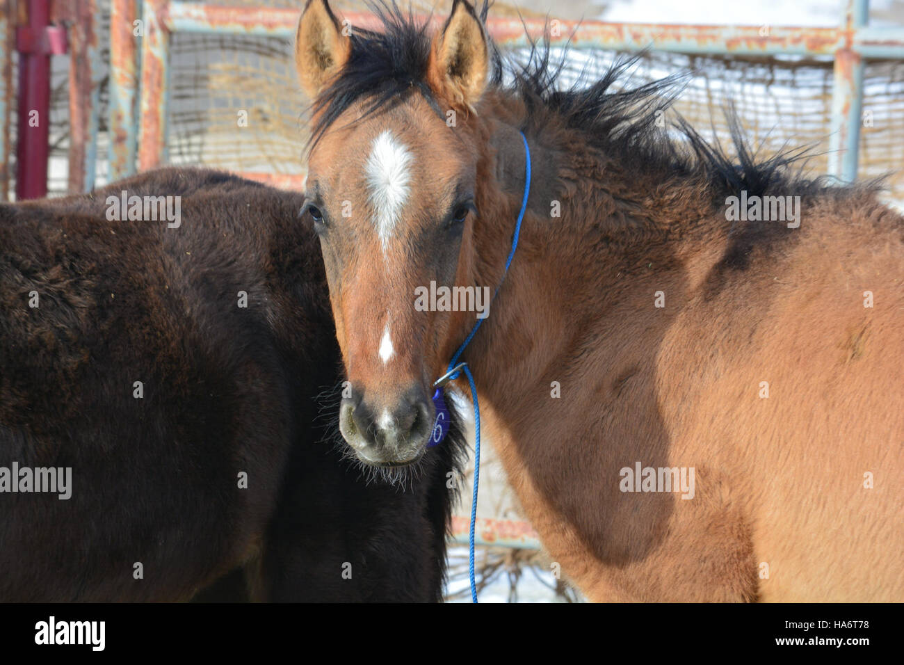 Une photo documentant l'adoption de chevaux sauvages de Water Canyon, tenue au White Pine County Fairgrounds dans le Nevada le 5 décembre 2015. Banque D'Images