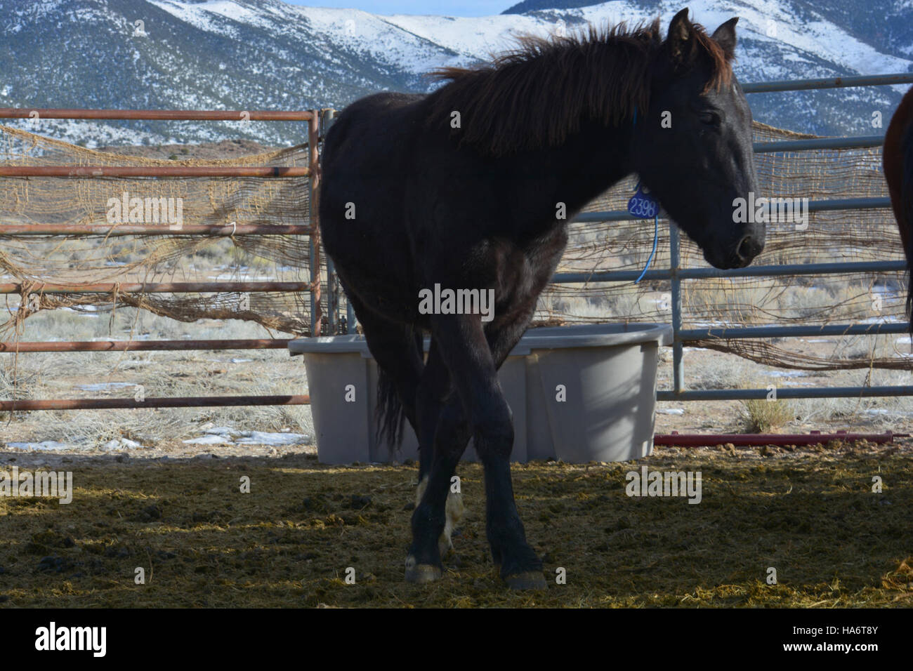Une photographie de chevaux sauvages à Water Canyon, Nevada, en vue de l'adoption au White Pine County Fairgrounds le 5 décembre 2015. L'événement a été organisé par le Bureau of Land Management pour trouver des maisons pour ces chevaux sauvages. Banque D'Images