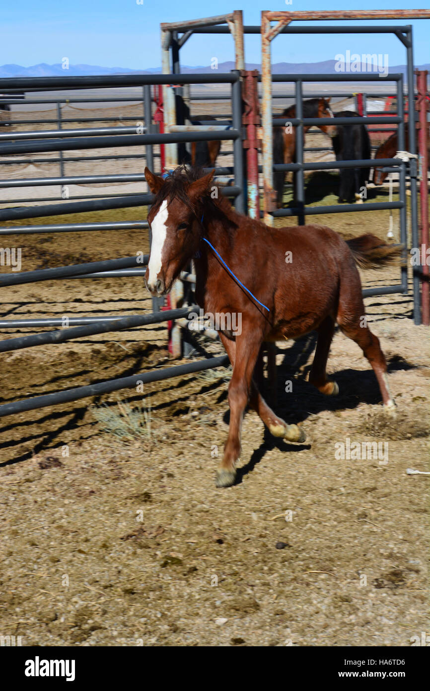 Les chevaux sauvages de Water Canyon étaient disponibles pour adoption le 5 décembre 2015 au White Pine County Fairgrounds à Ely, Nevada. Cet événement a permis aux individus d’adopter ces chevaux, dans le cadre du programme d’adoption des chevaux sauvages du Bureau of Land Management (BLM). L’événement visait à gérer les populations de chevaux sauvages et à assurer leur bien-être par une adoption responsable. Banque D'Images