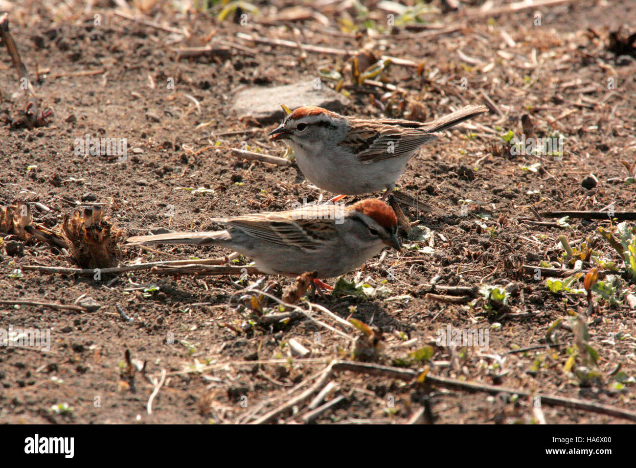 Une paire de moineaux de Chipping au refuge national malheur en Oregon, soulignant le rôle du refuge dans le soutien des espèces d’oiseaux et le maintien de la biodiversité. Banque D'Images