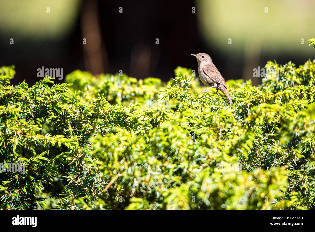 Le House Wren, scientifiquement connu sous le nom de Troglodytes Aedon, est couramment trouvé dans les parcs nationaux, y compris le parc national des montagnes Rocheuses. Ce petit oiseau est connu pour son comportement énergique et son chant complexe. Banque D'Images