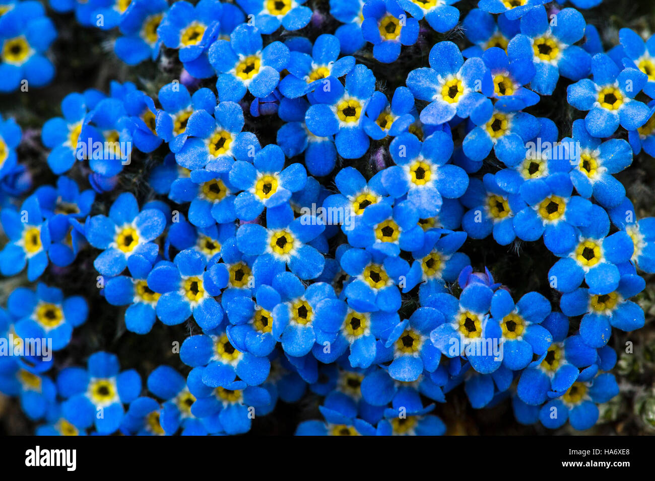 Un gros plan de l'Alpine Forget-me-Not (Eritrichum aretioides) dans le parc national des montagnes Rocheuses. L'espèce est une partie importante des écosystèmes alpins, et cette photo met en évidence la diversité de la vie végétale et les efforts de conservation du parc. Banque D'Images