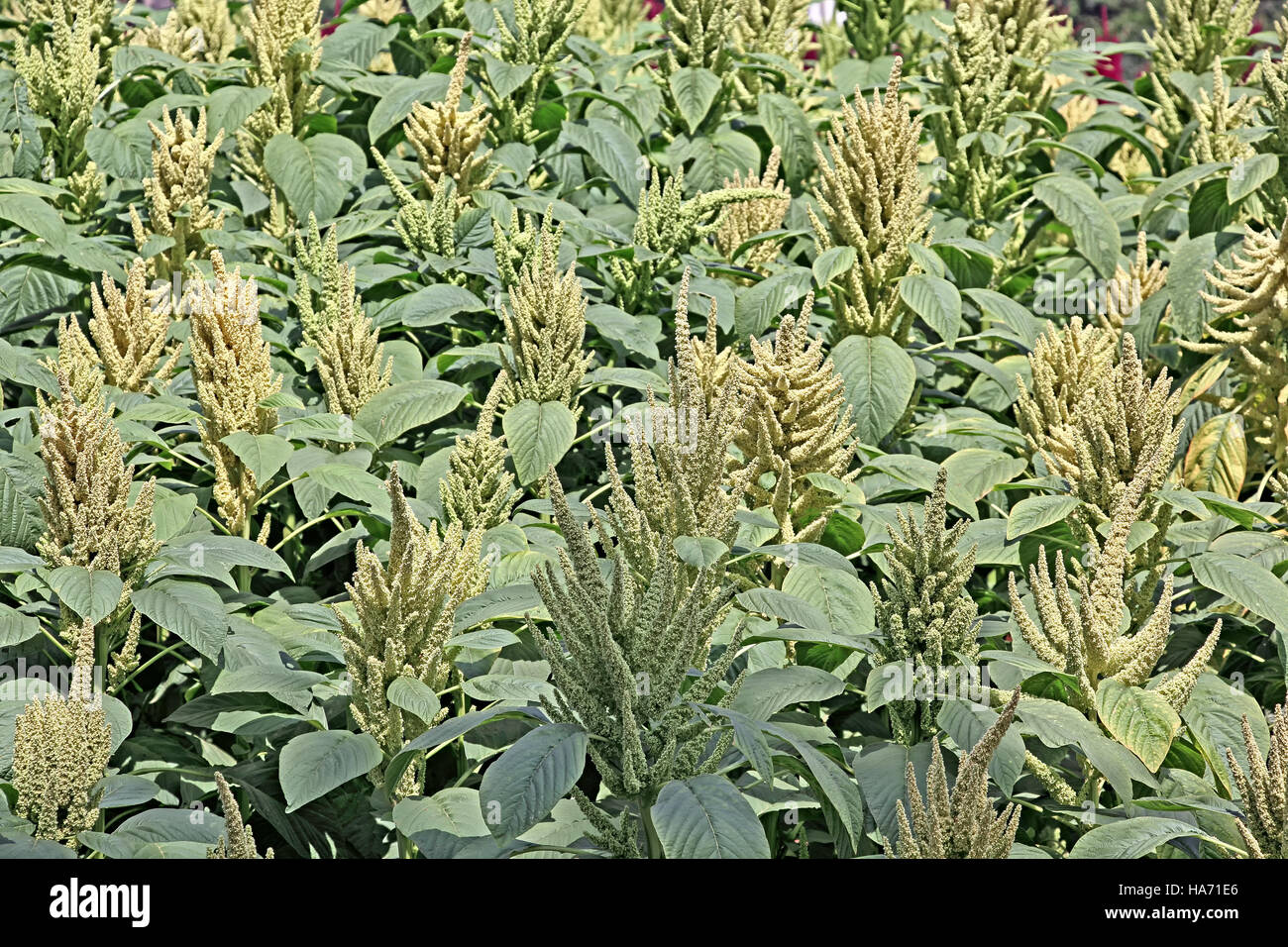 Green amaranth indiennes avec des graines de plantes dans le champ. L'amarante est cultivé comme les légumes feuilles, les céréales et les plantes ornementales. Genre est Amaranthus. Banque D'Images