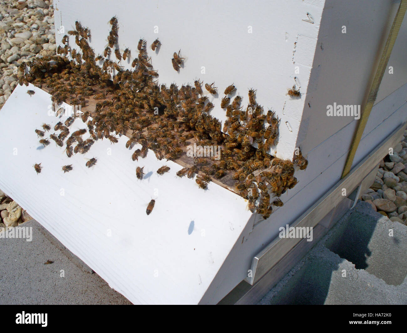 Ce document ou cette image intitulé 'usdagov 4952163408 100 60247' est un document du département de l'Agriculture des États-Unis, représentant un document ou un document émis par le gouvernement. Le contenu spécifique n'est pas clair sans contexte supplémentaire. Banque D'Images