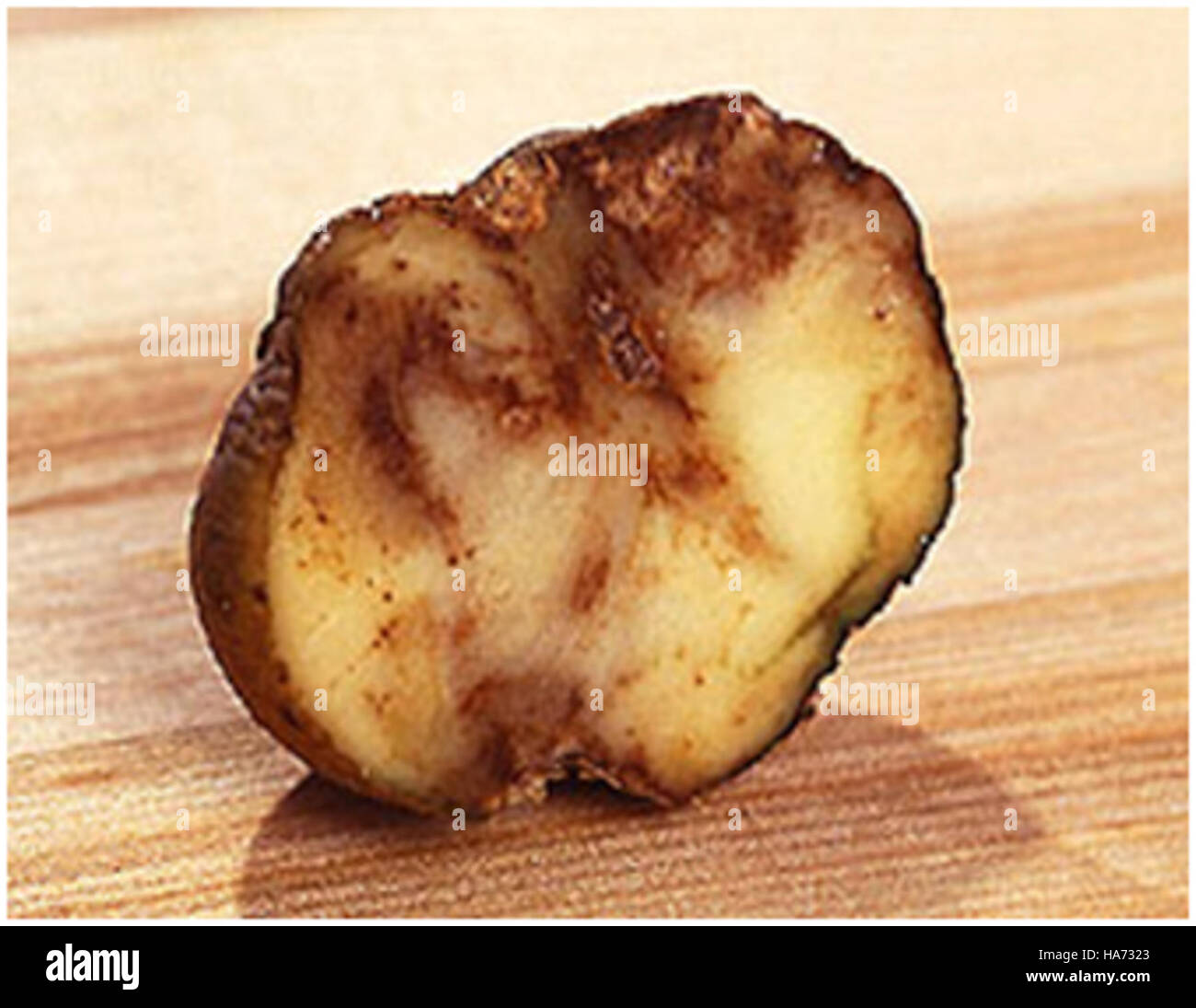 L'image USDA numéro 5050443007 montre une photographie historique de la mildiou de la pomme de terre, une maladie agricole qui a causé des mauvaises récoltes généralisées. L’image fait partie des dossiers agricoles de l’USDA, documentant les événements importants de l’histoire agricole américaine. Banque D'Images