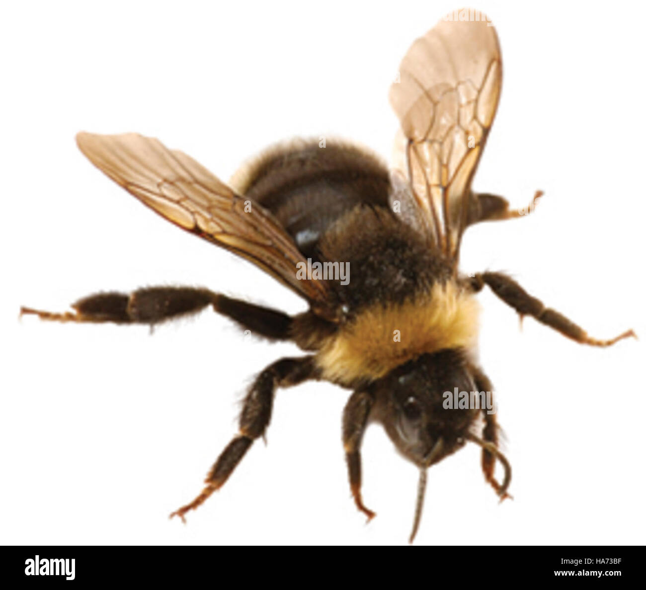 Cette image en gros plan montre un bourdon, un pollinisateur vital dans la nature. Le bourdon est capturé dans des détails complexes, soulignant son abdomen noir et jaune, son corps fourré et ses ailes membraneuses. Son rôle important dans la pollinisation est souligné. Banque D'Images