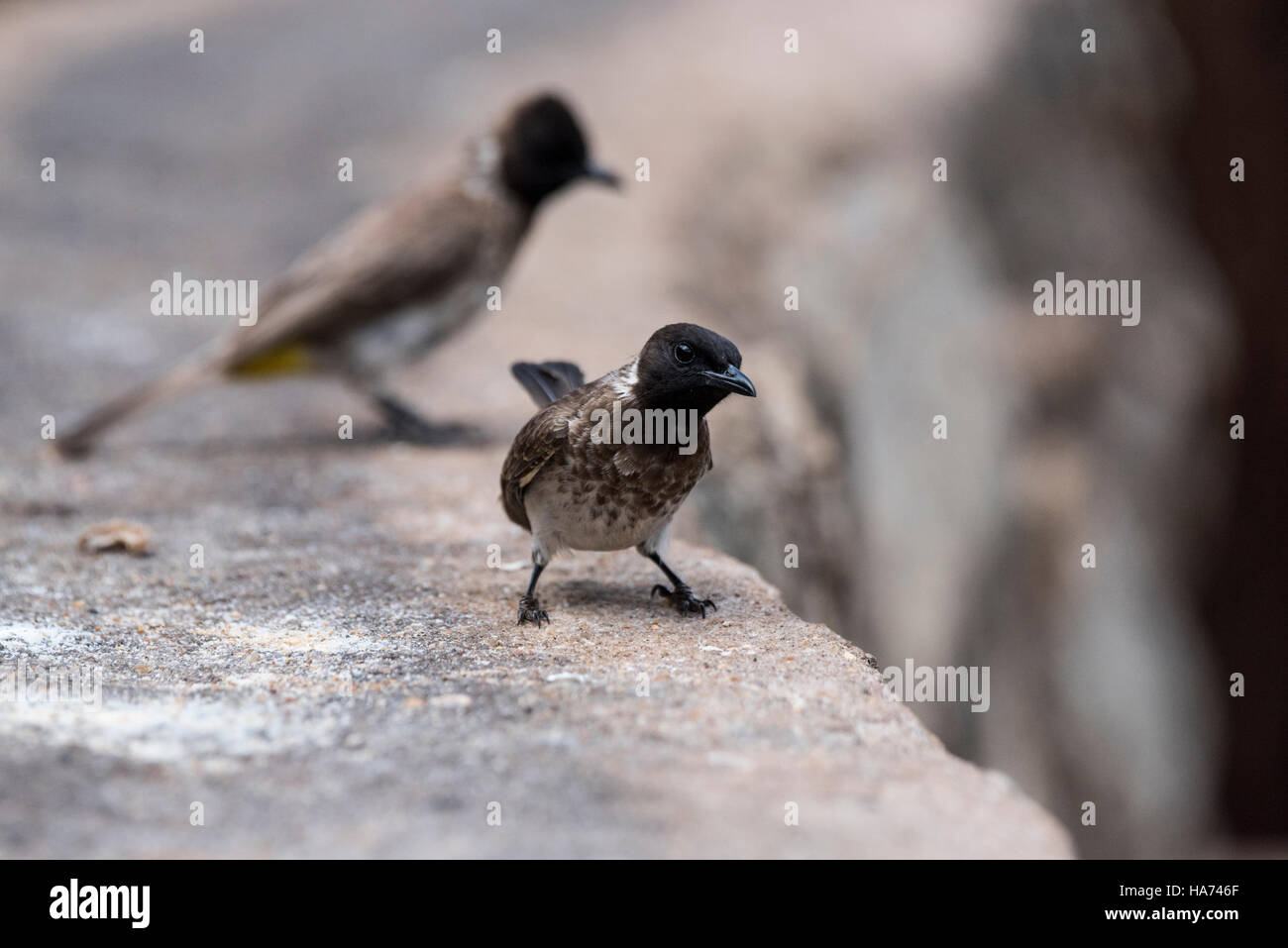 Un Bulbul des jardins Banque D'Images