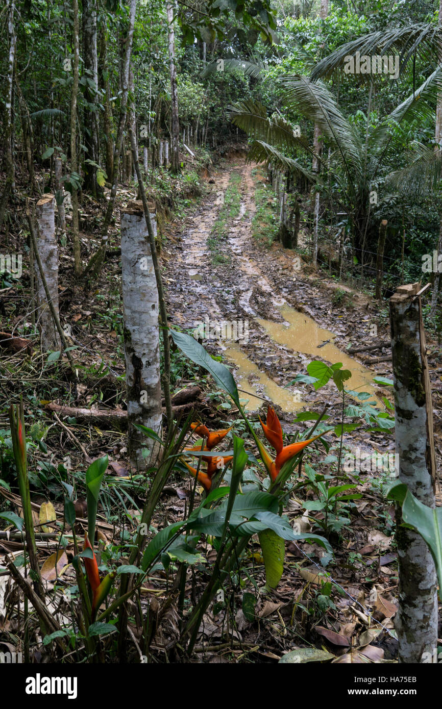 Sentier dans la jungle, bassin de l'Amazone, au Pérou. Banque D'Images