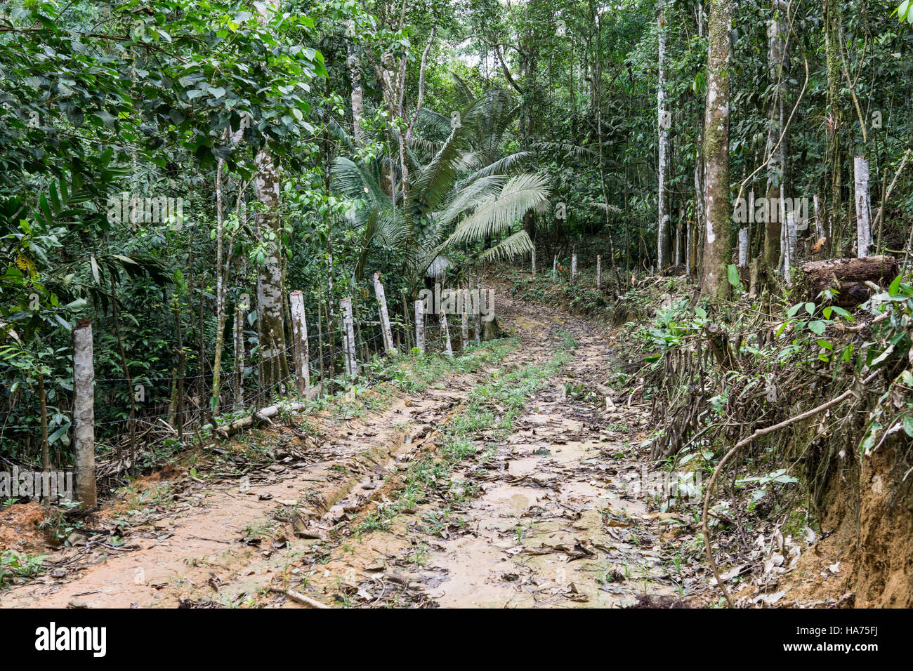 Sentier dans la jungle, bassin de l'Amazone, au Pérou. Banque D'Images