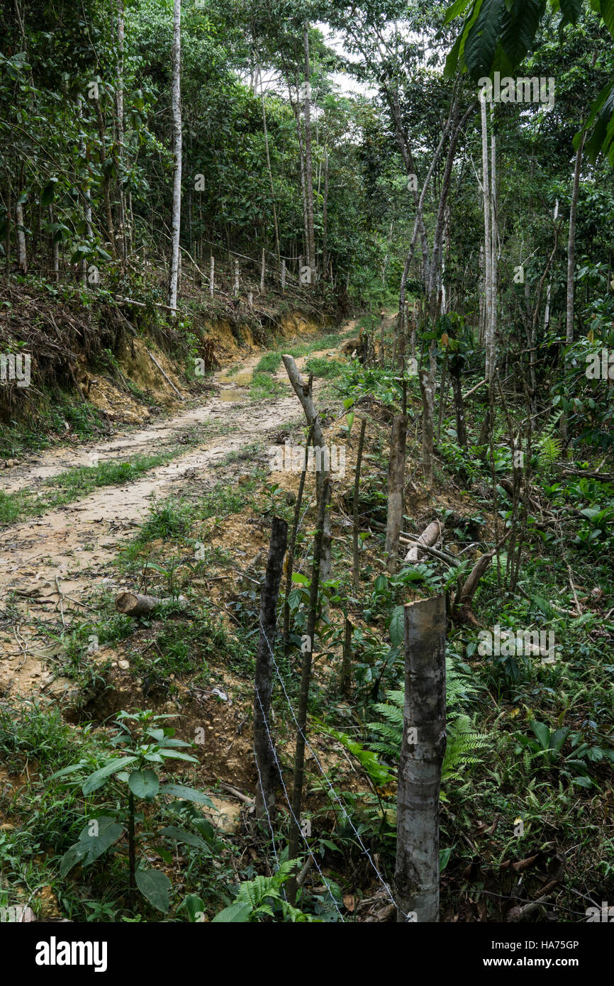 Sentier dans la jungle, bassin de l'Amazone, au Pérou. Banque D'Images