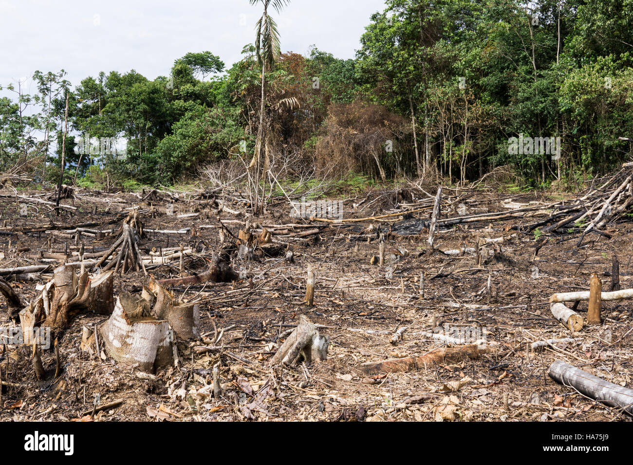 Amazonie Deforestation Banque D Image Et Photos Alamy