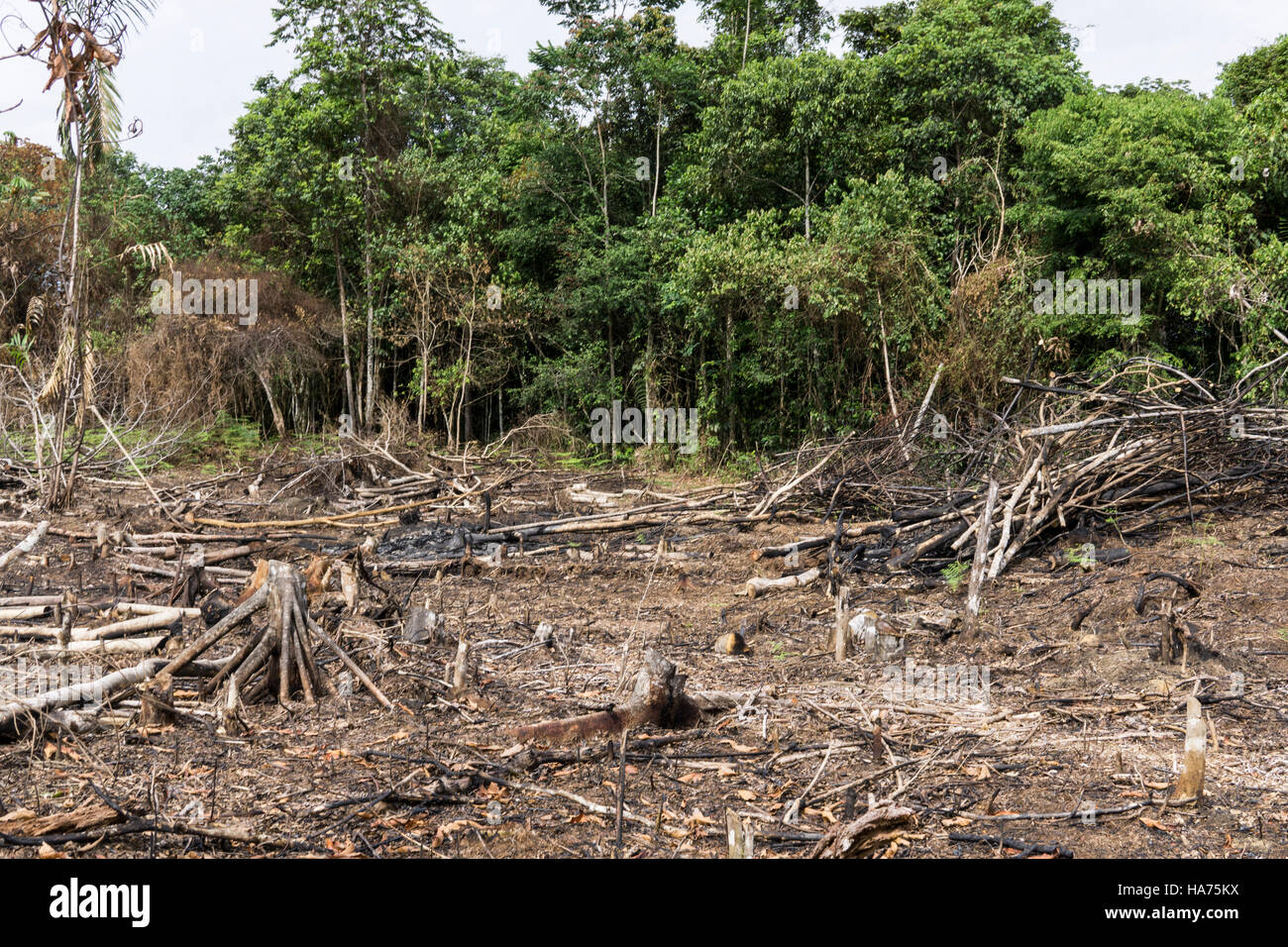 Amazonie Deforestation Banque D Image Et Photos Alamy