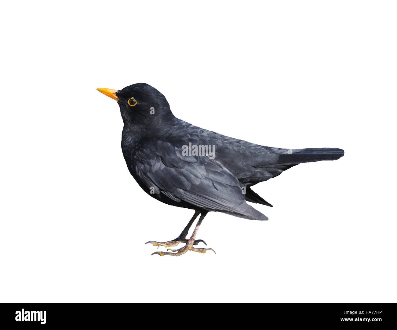 Portrait de profil d'un petit merle noir ou vrai (Turdus merula) isolé sur un fond blanc. Banque D'Images