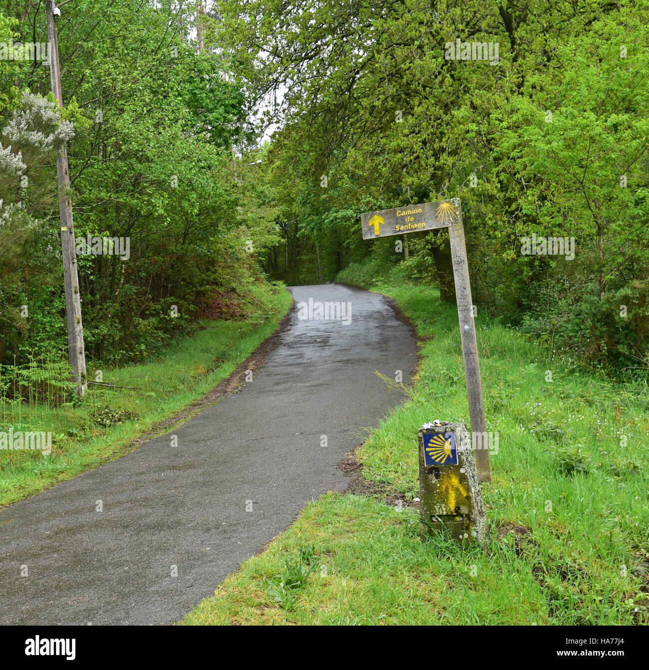 Camino de Santiago de Compestela - Le Chemin de Saint Jacques - à travers une forêt en Espagne. Banque D'Images