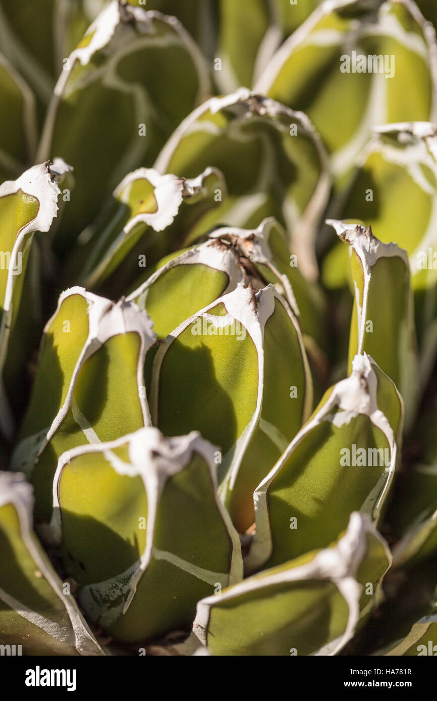 Vert avec la reine Victoria blanc Nom scientifique, agave Agave victoria-reginae est trouvé dans le désert mexicain. Banque D'Images