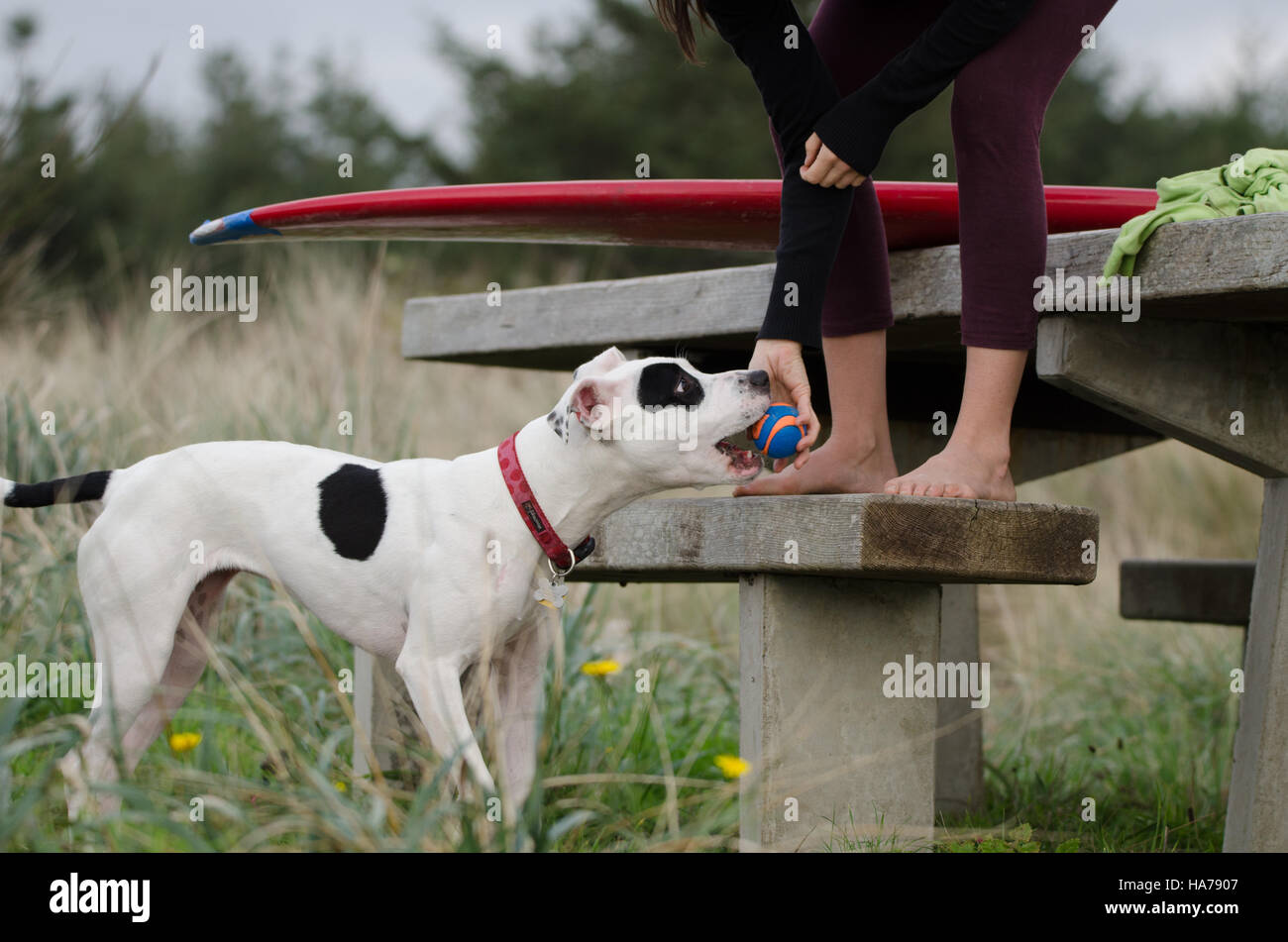 Chien d'attraper un ballon de propriétaire Banque D'Images