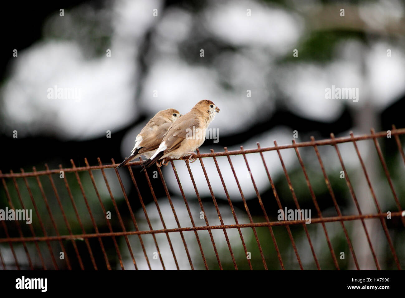 Moineau domestique (Passer hispaniolensis), homme perché sur un grill Banque D'Images