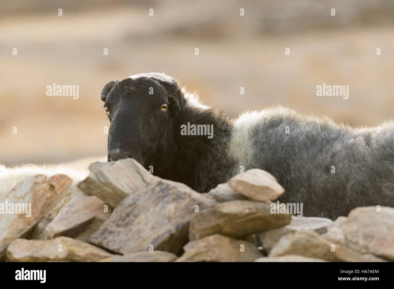 Mouton noir portrait caché derrière des rochers. Banque D'Images