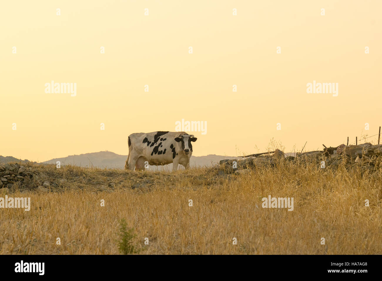 Grosse vache saine au portrait du pays. Banque D'Images