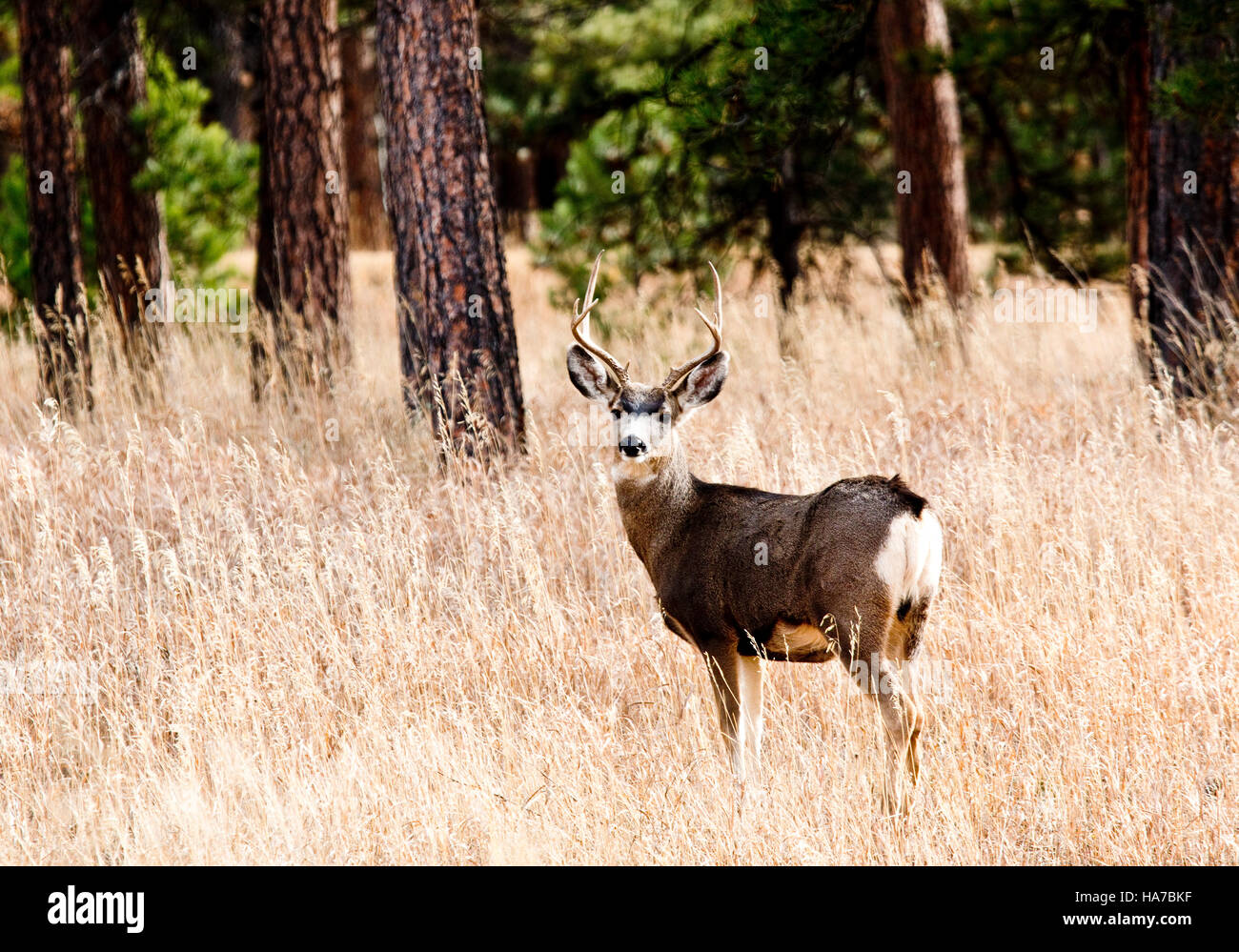 Le cerf mulet buck dans le Pike National Forest sur un beau matin d'automne tardif au Colorado Banque D'Images
