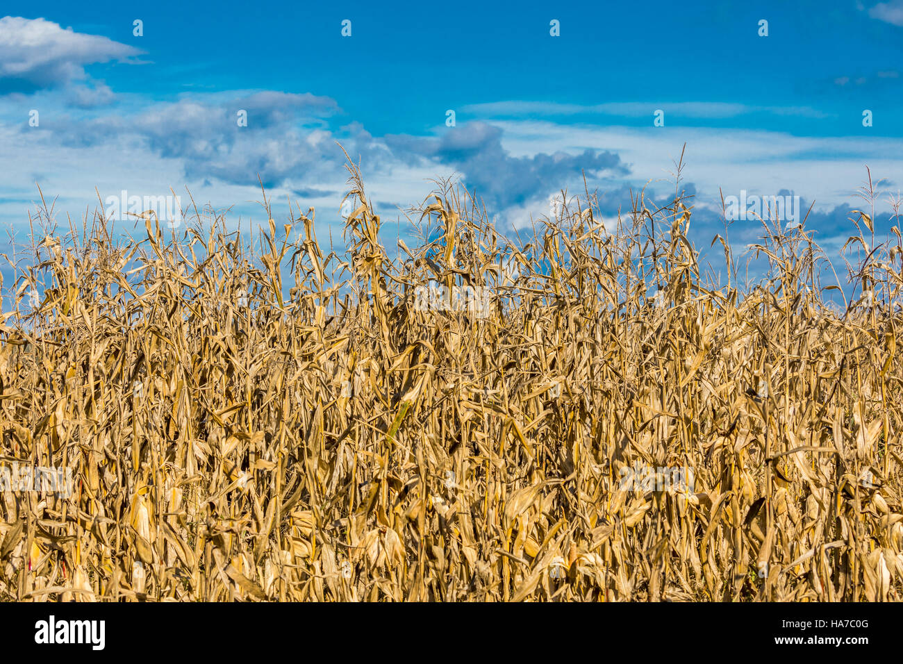 Une vue d'un champ de maïs séché contre un ciel bleu vif Banque D'Images