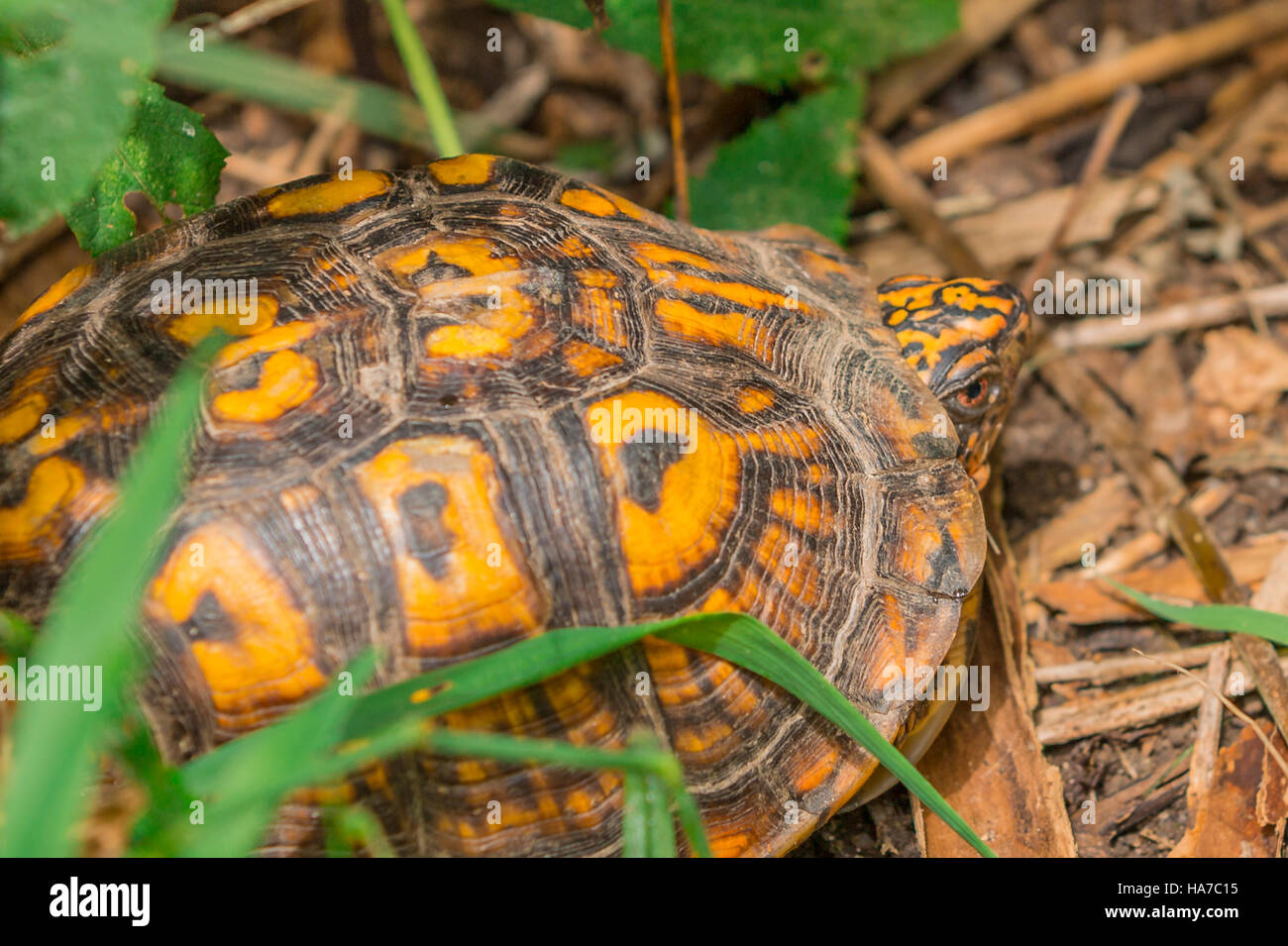 Box turtle dans le pinceau dans l'Est de Long Island, NY Banque D'Images