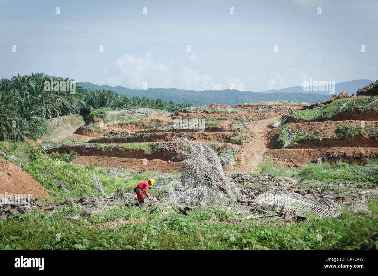 La déforestation pour l'huile de palme, de travailler sur le palm plantations au Sabah, Bornéo Malaisien. Banque D'Images