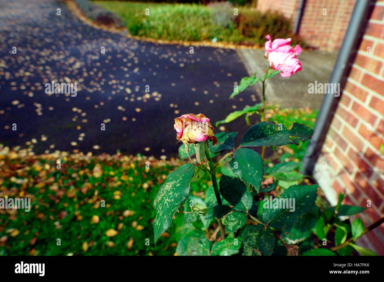 ROSE EN TRAIN DE MOURIR Banque D'Images