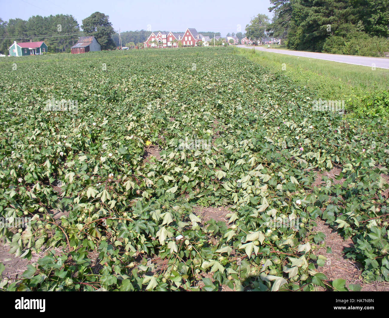 L'image représente les dommages causés aux cultures de coton par l'ouragan Irene, montrant l'impact des catastrophes naturelles sur l'agriculture. La Federal Crop Insurance Corporation contribue aux efforts de rétablissement après de telles catastrophes. Banque D'Images