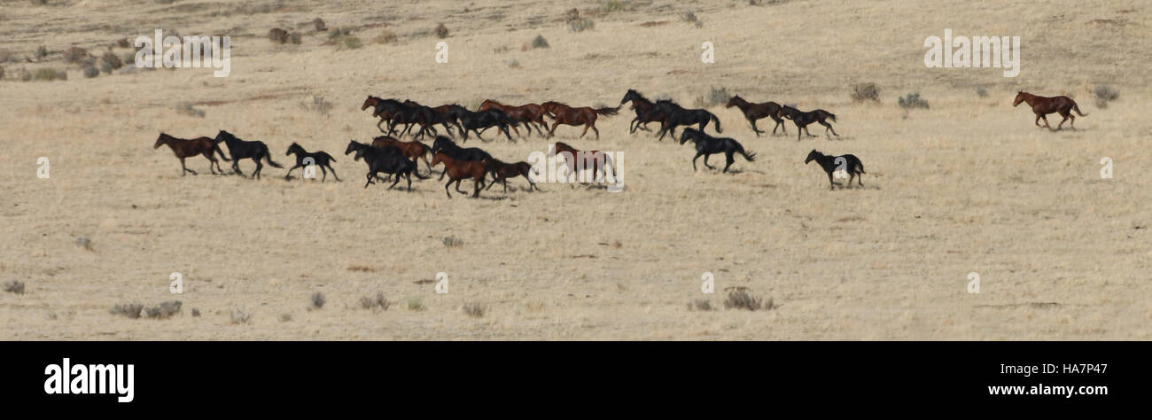 L’événement Owyhee Gather 2016 met l’accent sur la gestion et le soin des chevaux sauvages dans la région d’Owyhee, abordant l’utilisation des terres, la conservation des espèces et les aspects politiques de la gestion de la faune. Banque D'Images