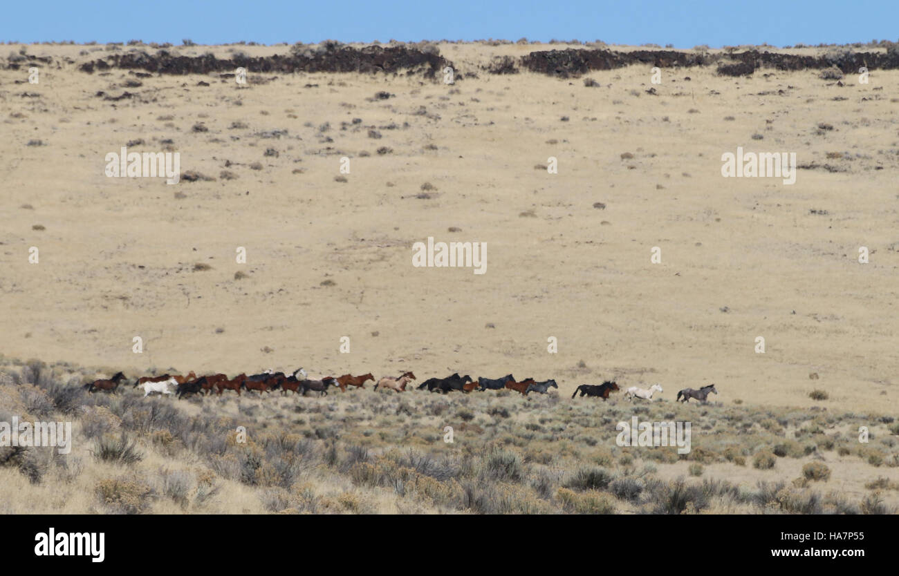 Le Bureau of Land Management a organisé la rencontre d'Owyhee en 2016, en mettant l'accent sur la gestion des populations de chevaux sauvages dans le complexe d'Owyhee tout en assurant la santé des écosystèmes et des espèces indigènes. Banque D'Images