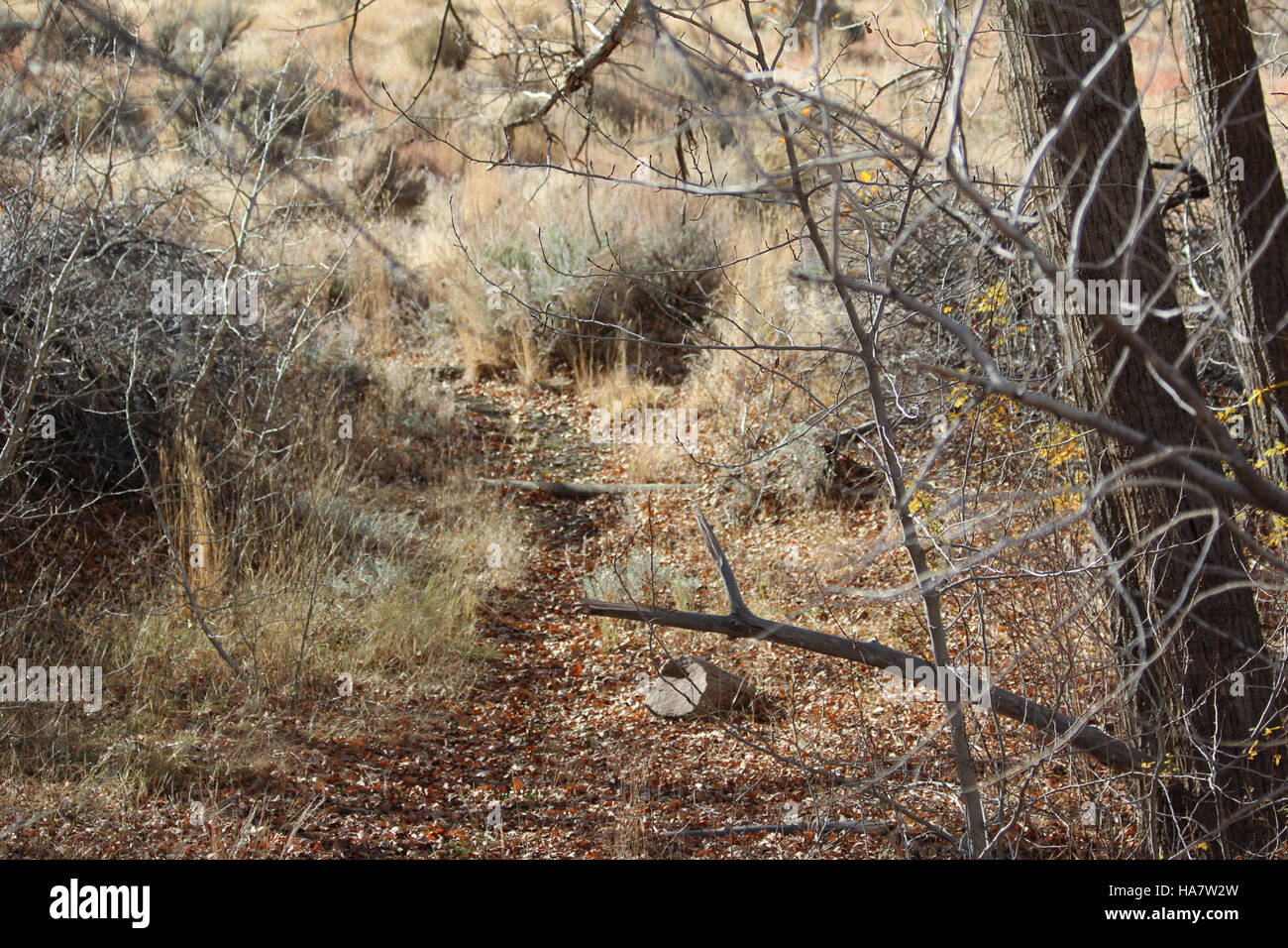 Une photo des terres du Bureau of Land Management (BLM) au Nevada, montrant le paysage diversifié et le rôle du Bureau dans la gestion des terres publiques pour la conservation, l'extraction des ressources et l'utilisation durable des terres. Banque D'Images
